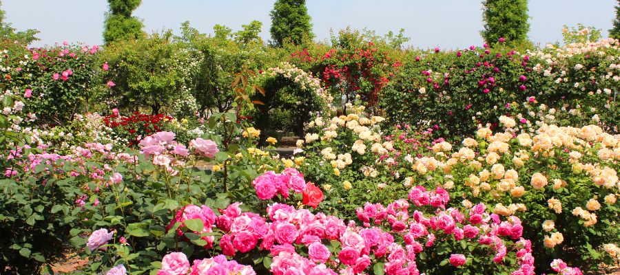 Taifs Rose Gardens