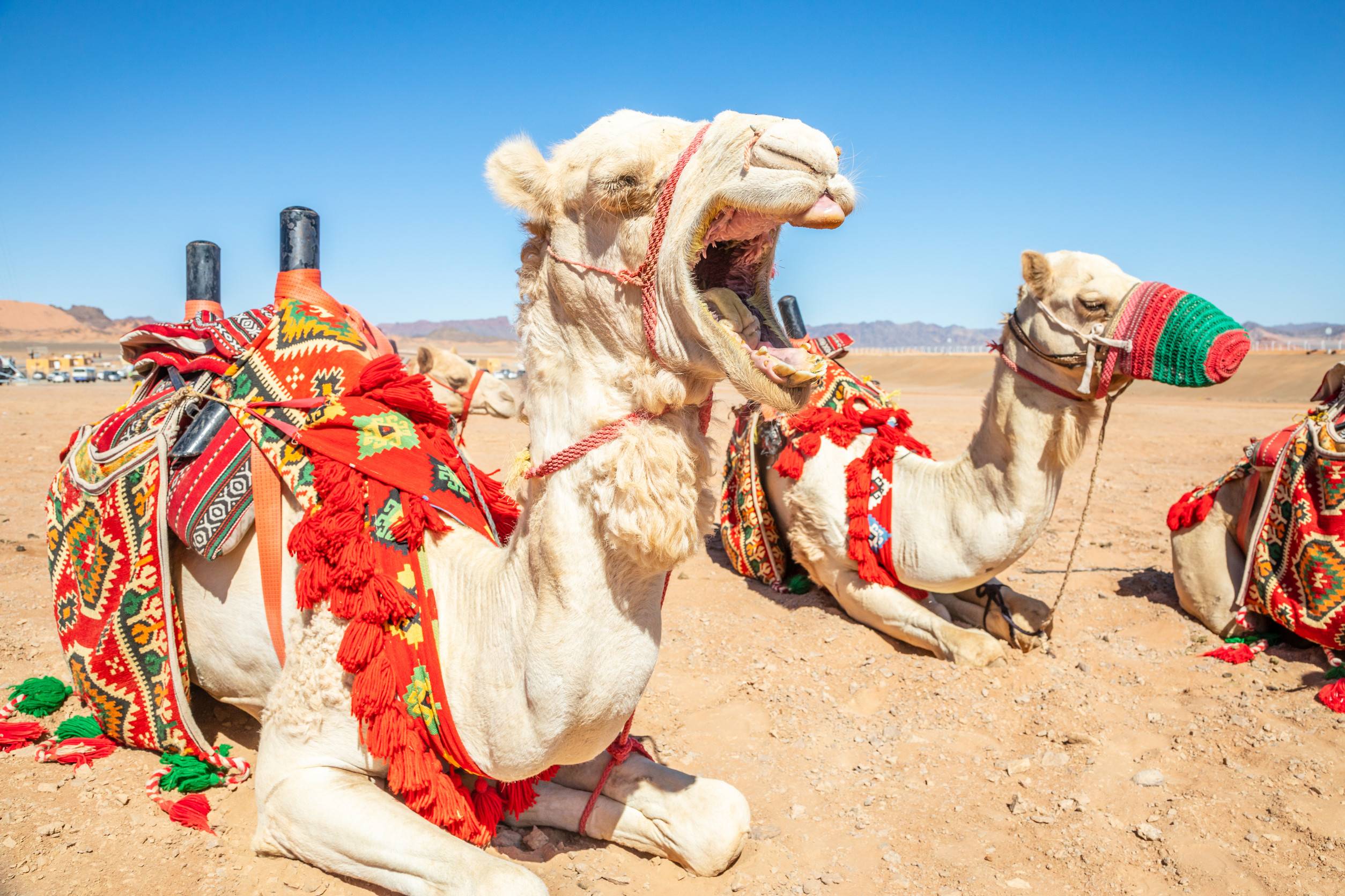 Arnessed Riding Camel Resting In The Desrt Al Ula Saudi Arabia Arnessed Riding Camel Resting In The Desrt Al Ula Saudi Arabia