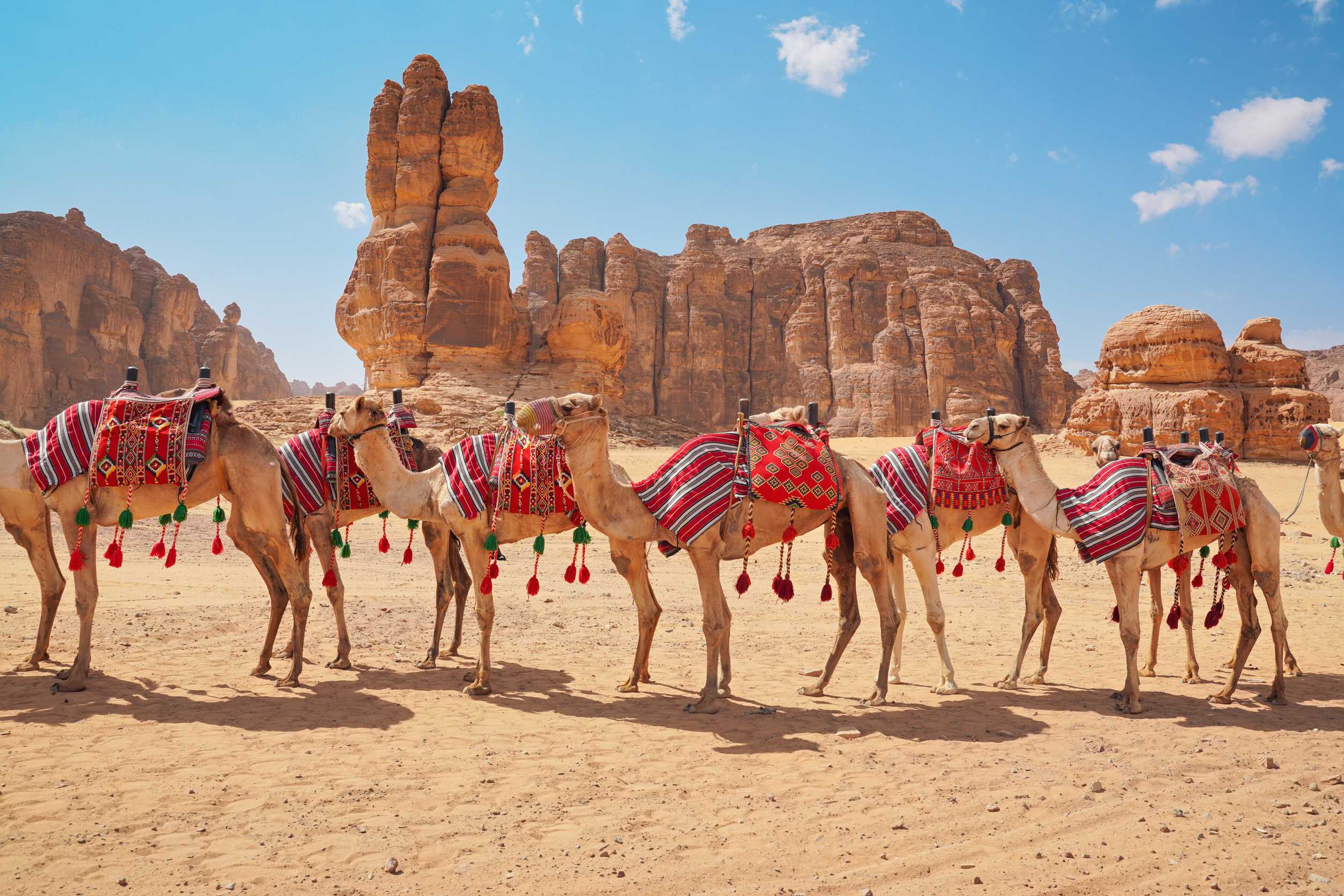 Group Of Camels Seats Ready For Tourists Walking In Alula Desert On A Bright Sunny Day Closeup Group Of Camels Seats Ready For Tourists Walking In Alula Desert On A Bright Sunny Day Closeup