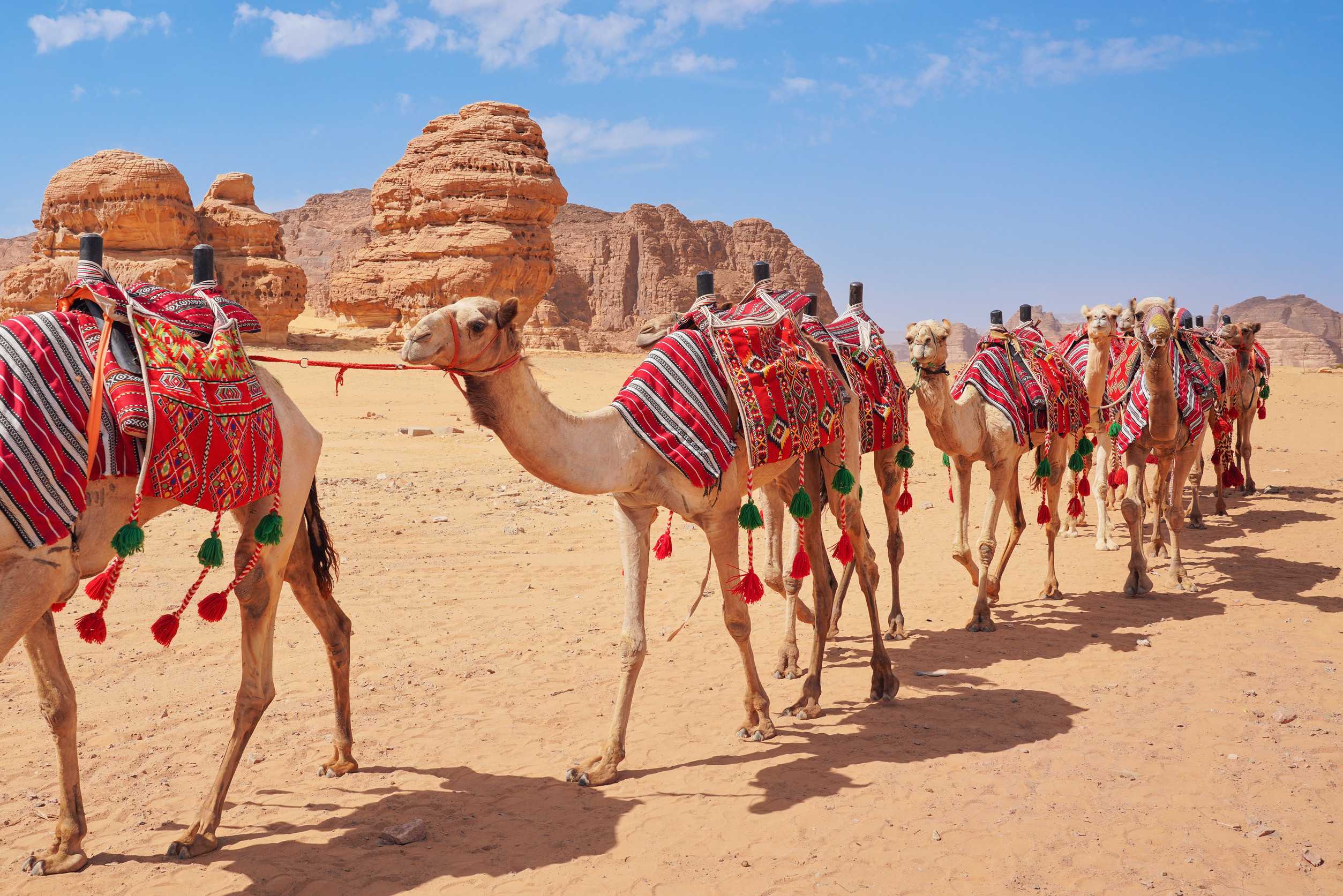 Group Of Camels Seats Ready For Tourists Walking In Alula Desert On A Bright Sunny Day Closeup Group Of Camels Seats Ready For Tourists Walking In Alula Desert On A Bright Sunny Day Closeup