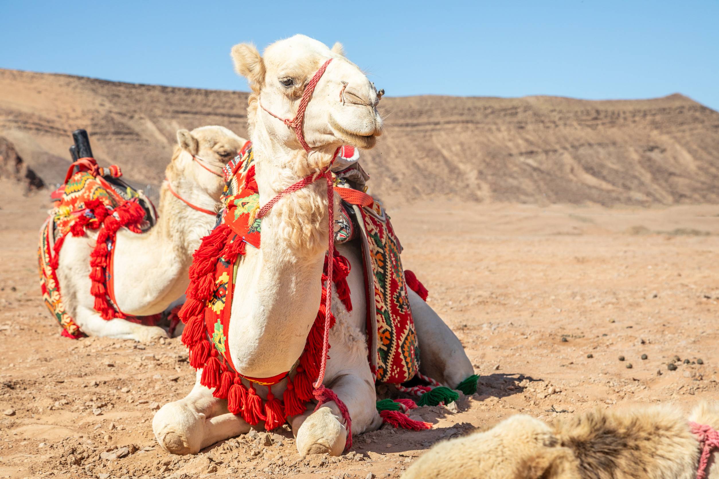 Harnessed Riding Camels Resting In The Desert Al Ula Saudi Arabia Harnessed Riding Camels Resting In The Desert Al Ula Saudi Arabia