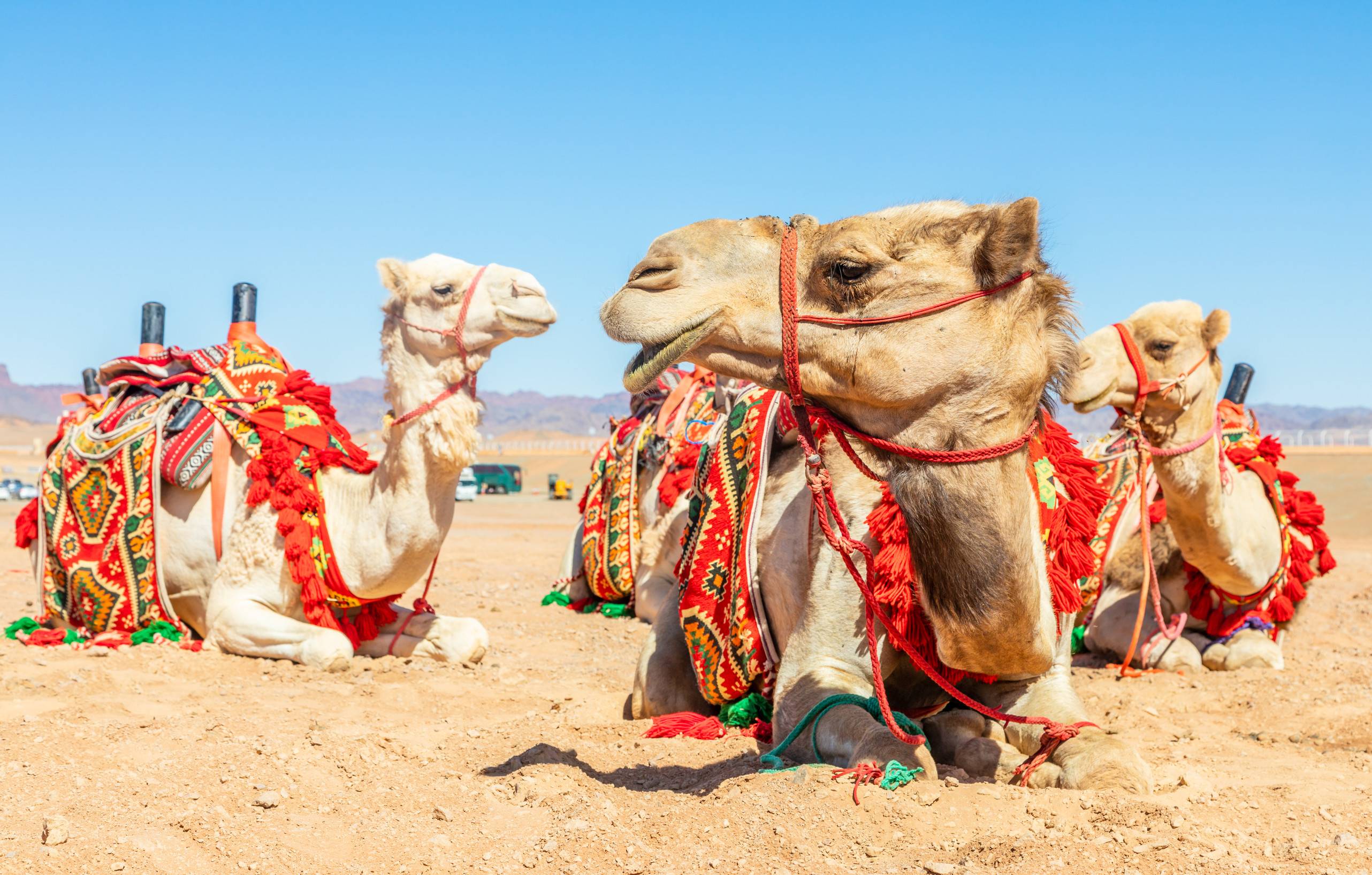 Harnessed Riding Camels Resting In The Desrt Al Ula Saudi Arabia Harnessed Riding Camels Resting In The Desrt Al Ula Saudi Arabia